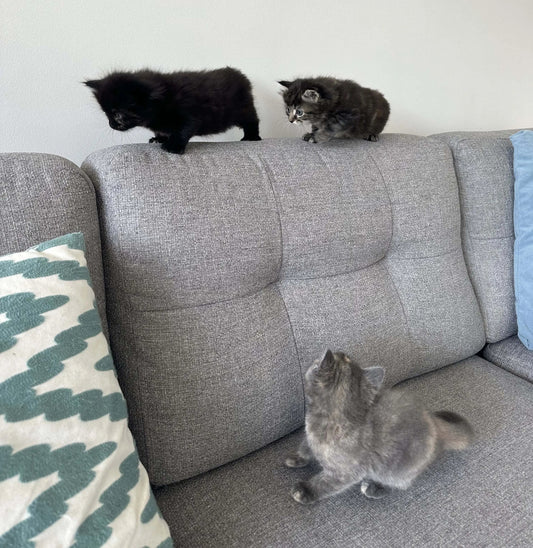 Why-You-Should-Adopt-Not-Shop-A-Love-Letter-to-Rescue-Cats  | Cat decor tips from Nine Lives Tribe