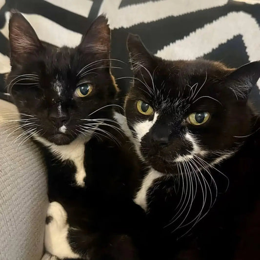 The-Story-Behind-Nine-Lives-Tribe-Art-for-Cat-Lovers-Inspired-by-Rescue  | Cat decor tips from Nine Lives Tribe